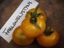 Pomodoro Fablonelystyni - 5+