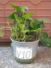pianta piante piantine viola mammola odorata fiori radicata in vaso numerato V10