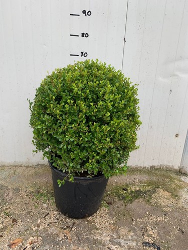 Pianta buxus bosso palla - di,