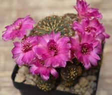 2056-cactus sulcorebutia rauschii wr 289 spine gialle