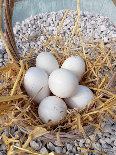 Lotto uova feconde di oca - feconde,