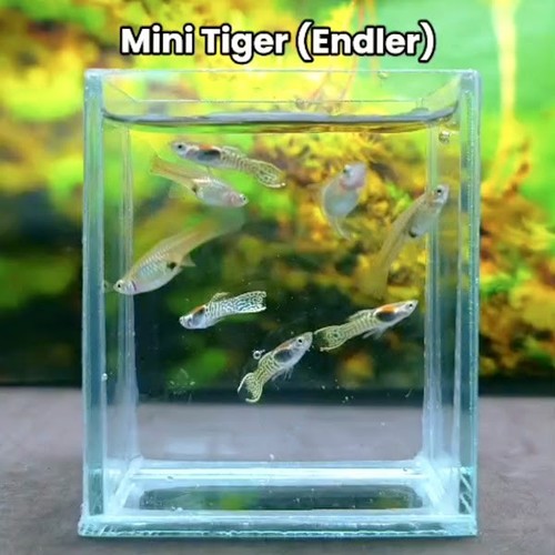 Mini tiger endler coppia - endler,