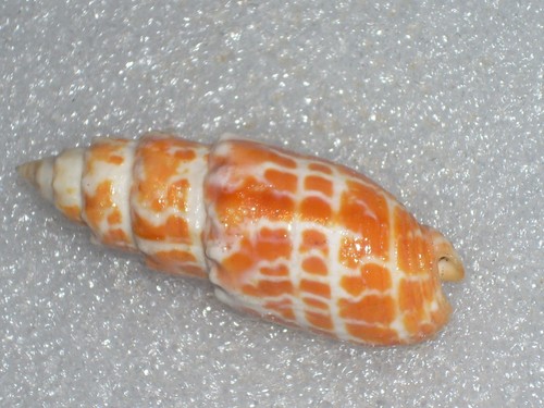 Mitra stictica very big - stictica,