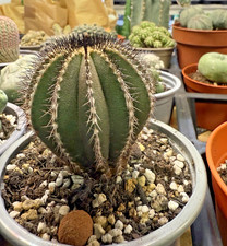 Rara pianta succulenta di