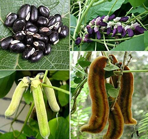 Mucuna pluriens black fagioli - pluriens,