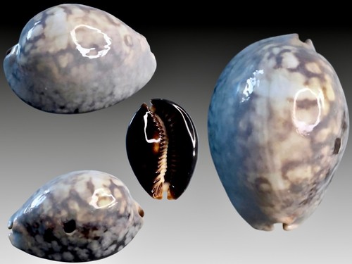 Cypraea mauritiana banten - cypraea,