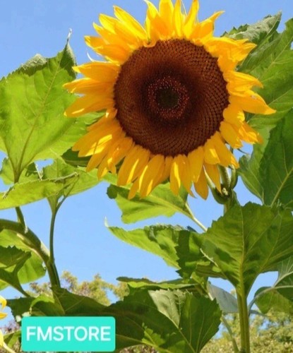 Girasole gigante sunflower - gigante,