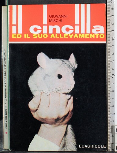 Cincilla il suo - cincilla,