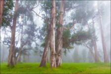 TESSUTO NON TESSUTO FOTOMURALE