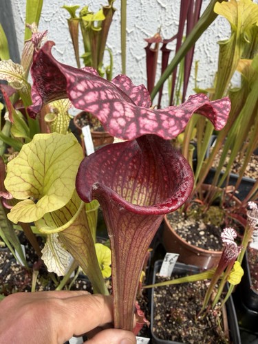Pianta carnivora sarracenia - pianta,