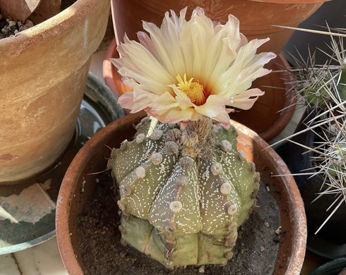 Cactus astrophytum asterias - astrophytum,