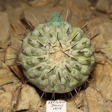 7cm copiapoa cinerea self - ,
