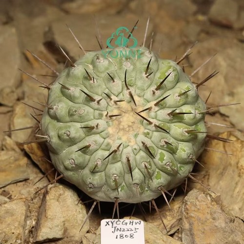 7cm copiapoa cinerea - , self