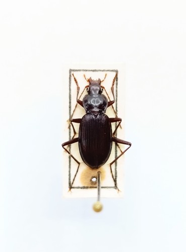 Entomology taxidermy - entomology,