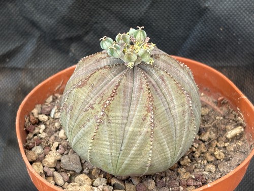 Euphorbia obesa cactus - obesa,