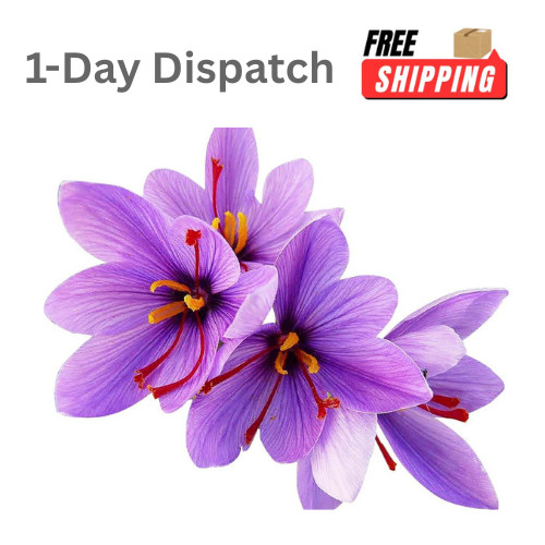 Bulbi zafferano crocus - 50,