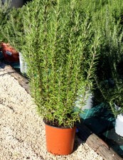 Pianta aromatica vera