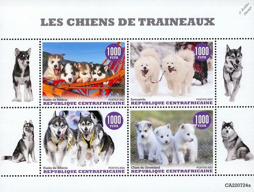 Sled dogs husky samoied arctic - dogs,