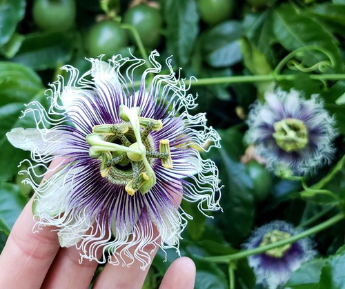 Semi passiflora edulis - passiflora,