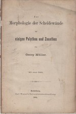 Müller: Sulla morfologia dei muri di alcuni Palythoa e Zoanthus 1884