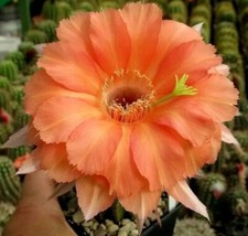 Echinopsis-TRICHOCEREUS