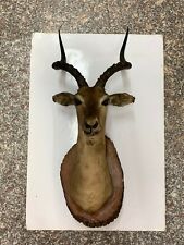 Testa trofeo antilope imbalsamata anni 40 con palco di corna 