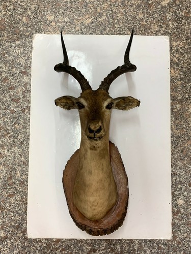 Testa trofeo antilope