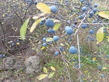 Prugnolo Selvatico Dei Monti