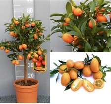 Kumquat mandarino cinese 65 cm