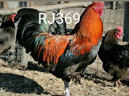 Black copper marans - , 《●black