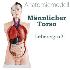 Anatomia Corpo Anatomico
