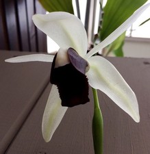 Specie coelogyne bianco e - 'bianco,