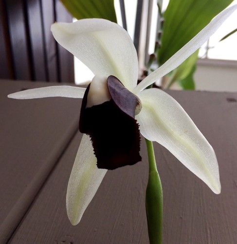 Specie coelogyne bianco e - coelogyne, 'bianco