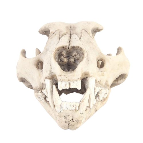Cranio animale resina - cranio, in