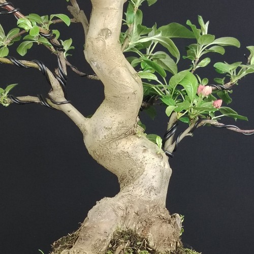 Bonsai melo giapponese - melo, 57cm