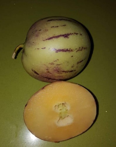 Melone pepino solanum - melone,