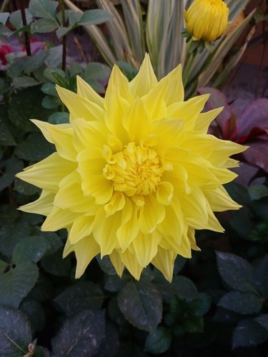 Bs228vt dahlia holly yellow - holly,