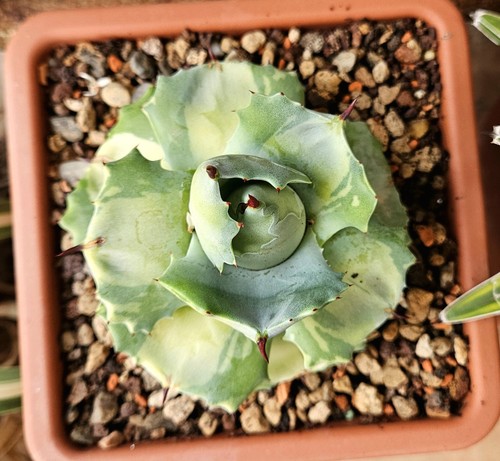Agave isthmensis mediopicta - agave,