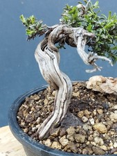 Bonsai di Timo
