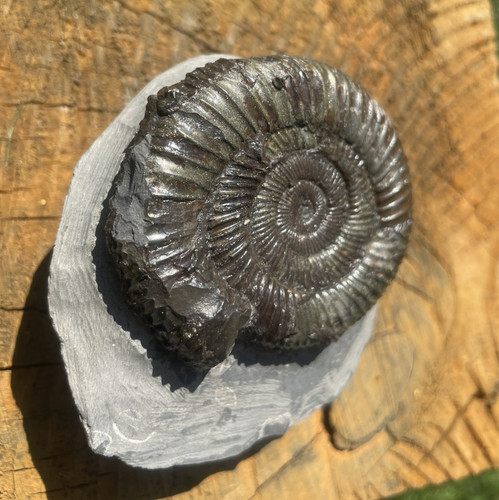Dactylioceras ammonite fossil - dactylioceras,