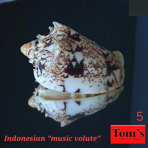 Voluta chrysostoma - , f