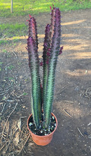 Euphorbia trigona rubra - trigona,