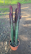 EUPHORBIA TRIGONA RUBRA - PIANTA DA GIARDINO - SUCCULENTA - H 57 CM