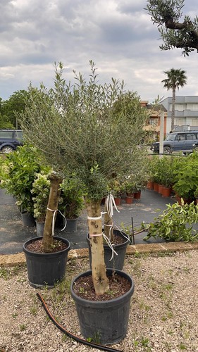Olea europea pianta - (olivo),