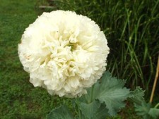 Papavero giallo yellow peony - papavero,