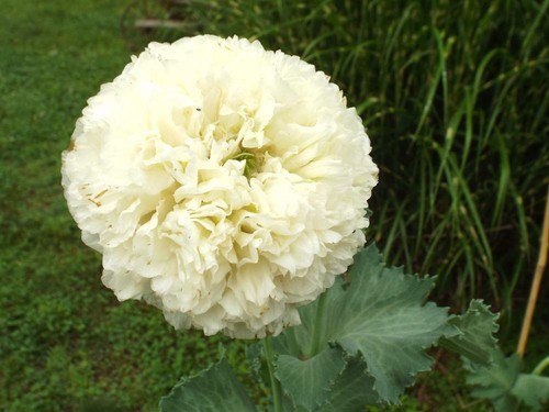 Papavero giallo yellow - papavero, peony