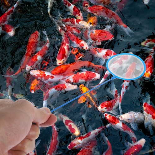30pcs serbatoio pesce - 30pcs, di