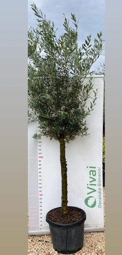 Albero ulivo olea europaea - albero, 'olea