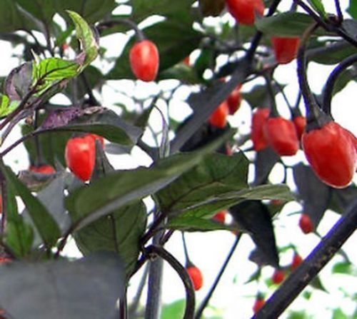 Peperoncino heirloom - peperoncino,