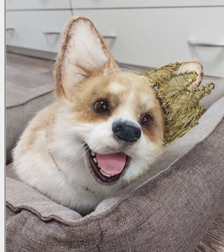 Cucciolo corgi unico nel - cucciolo,